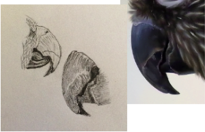 drawing and photograph of hawk-headed parrot beak